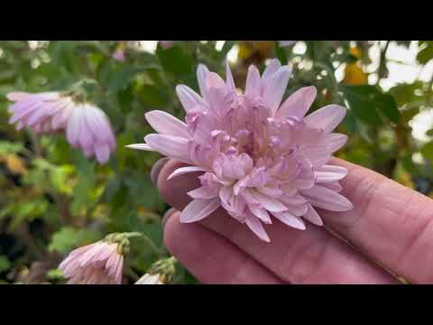 Видео: Тюмень. Как зимует хризантема #саженцы #цветы #garden #сад #дача #хризантема #садоводничество #сорт 