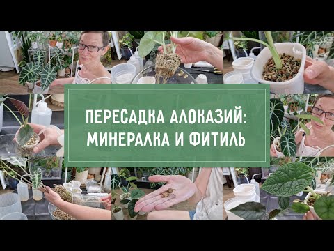 Видео: ПЕРЕСАДКА алоказий: минеральный грунт и фитиль!