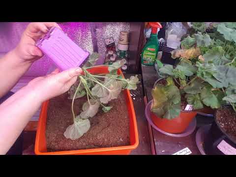 Видео: Пеларгония полив/ что делать если залили или пересушили пеларгонию 🌺🌺🌺