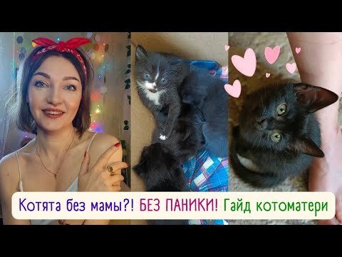 Видео: Я нашла коробку с маленькими котятами!🐈​БЕЗ ПАНИКИ! 💖​Гайд для котоматери! как ухаживать?