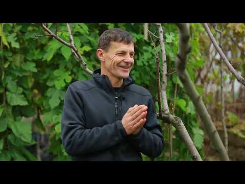 Видео: Зимова профілактика проти лишайників та хвороб плодових дерев.