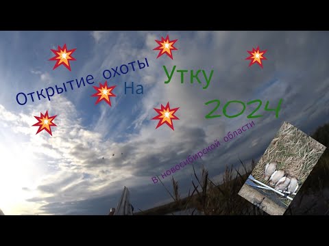 Видео: ОТКРЫТИЕ ОХОТЫ НА УТКУ 2024.ОХОТА НА УТКУ В НОВОСИБИРСКОЙ ОБЛАСТИ