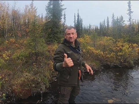 Видео: Новый сезон охоты на медведя с лайками и первые трофеи.