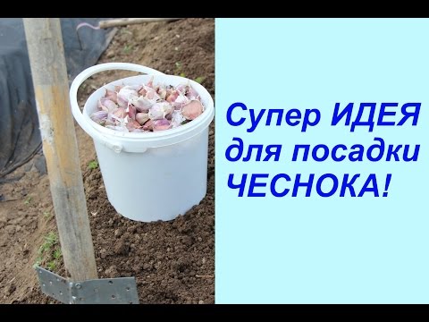 Видео: Супер ИДЕЯ для посадки ЧЕСНОКА!