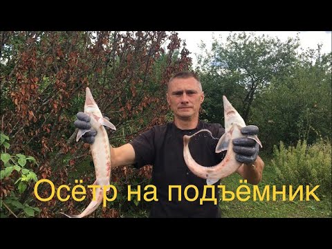 Видео: Осетр в дачном пруду. Рост и вес  осетра за два года