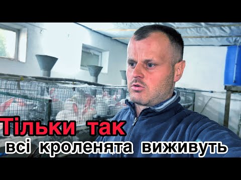 Видео: 🆑Розведення кролів в домашніх умовах ❌Догляд за самкою!💯