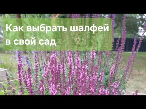Видео: Шалфеи. Как выбирать, на что обратить внимание. #шалфей #цветник #garden