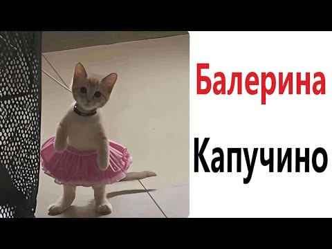 Видео: Приколы! МЕМЫ С КОТАМИ! - Смешные видео - Доми шоу!