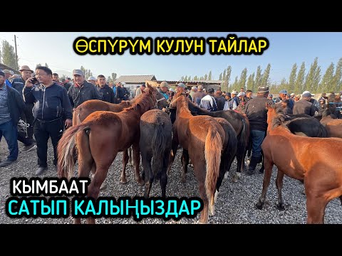 Видео: Тай Базар Ноокат / 14 сентябр 2025  Жыл
