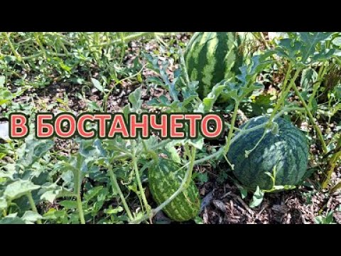 Видео: Как се отразяват жегата и безводието / Градина без копане / Tony's permaculture garden