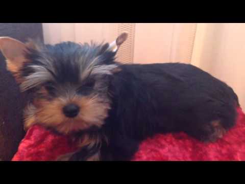 Видео: Ставим ушки ( полная версия)