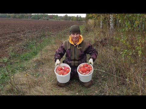 Видео: Сногсшибательный результат на сборе мухоморов. Заработали 8 тр за день. Собрали чагу, белые грибы.