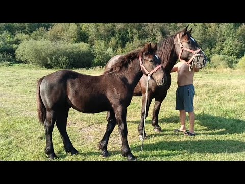 Видео: 📽️ Дуже екстримальна поїздка по коні 26 год в дорозі🤯 Можливий продаж гарної Кобили💣