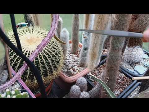 Видео: Столбовидные кактусы.Зимнецветущие маммилярии.Чем отапливаю зимой теплицу с кактусами?