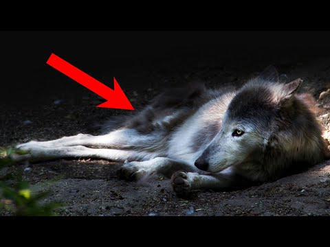 Видео: Беременная волчица, из последних сил, шатаясь, шла к людям. Она понимала, что ей осталось недолго