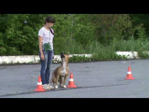 Видео: Экзамен_УГС_Персей