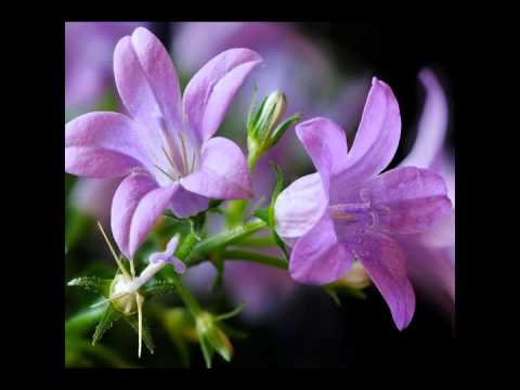 Видео: Колокольчик  Наталья Сенчукова