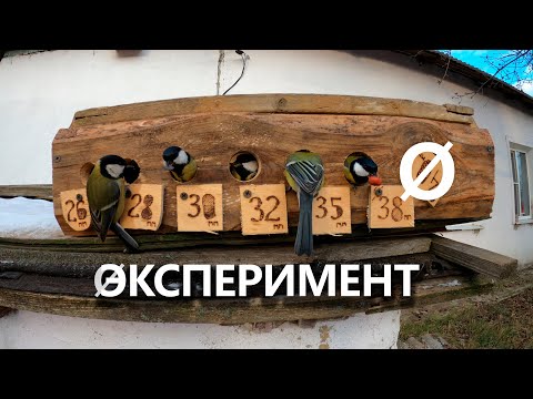 Видео: Какой диаметр летка делать для синиц и других небольших дуплогнёздников. Экспериментальная кормушка