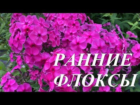 Видео: Флоксы раннего срока цветения