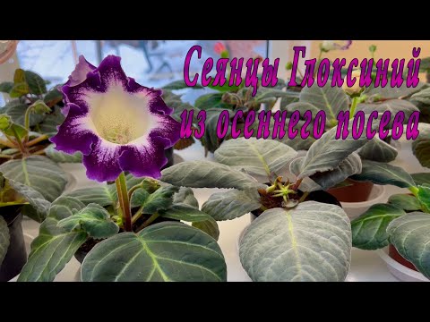 Видео: Цветение глоксиний из осеннего посева