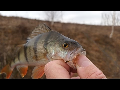 Видео: Ловля окуня на отводной поводок. Рыбалка на спиннинг в ноябре