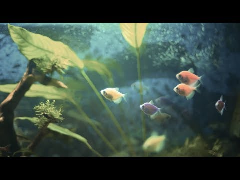 Видео: Полюса / Наперёд