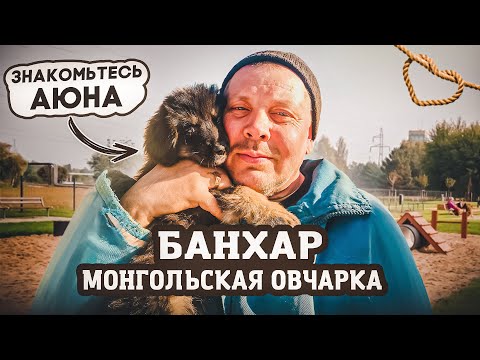 Видео: Купил собаку. Монгольский банхар: описание породы. "Мое Подворье"