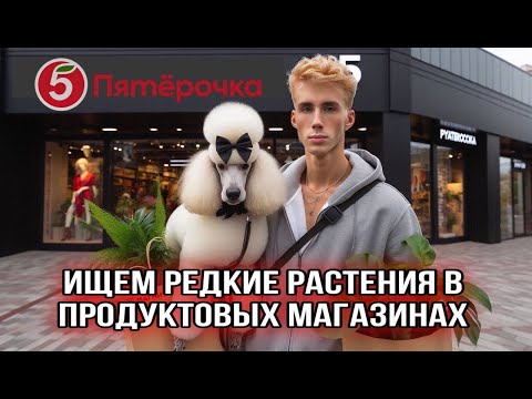 Видео: РАСТЕНИЯ ИЗ ПЯТЕРОЧКИ, МАГНИТА, СВЕТОФОРА🤯/ НАШЕЛ МНОГО КРУТЫХ АЛОКАЗИЙ ПО 450р🤩