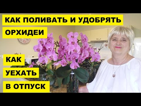 Видео: КАК ПОЛИВАТЬ И УДОБРЯТЬ ОРХИДЕИ В ПУСТОЙ ВАЗЕ..КАК УЕХАТЬ В ОТПУСК