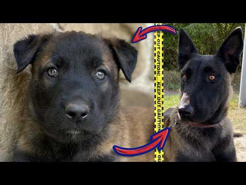 Видео: 🟢 Знакомьтесь с Адой — щенок малинуа с УНИКАЛЬНЫМИ глазами. Трогательная встреча 1.5 года спустя