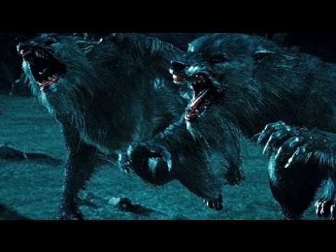 Видео: Охота во тьме