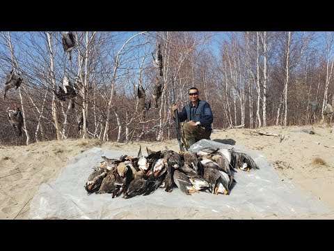 Видео: Ледоход на Лене! Выбираться домой живыми! Охота на гуся в Якутии! Yakutia