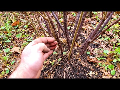 Видео: Отводки стула — простой способ размножения