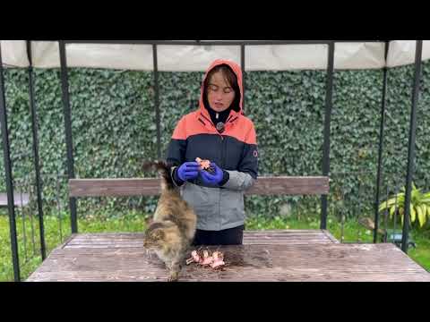 Видео: Гладіолуси після цвітіння: коли викопувати, як очищати і зберігати взимку