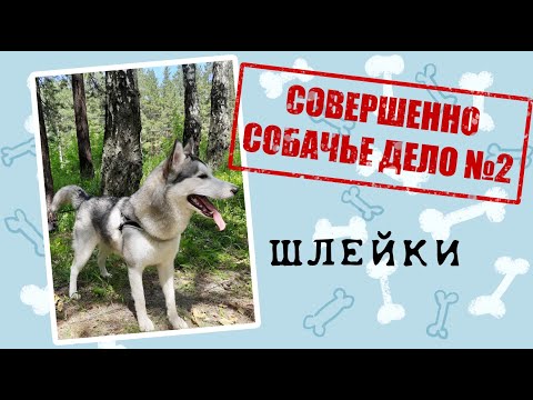 Видео: Совершенно Собачье Дело №2 Шлейки