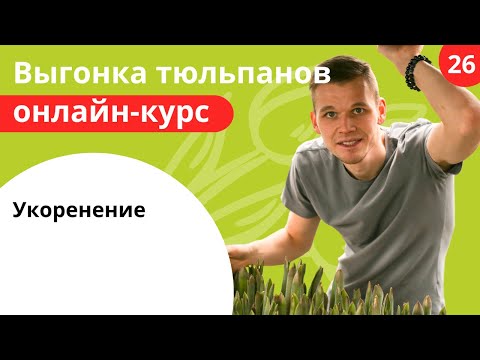 Видео: 26 Укоренение луковиц тюльпанов