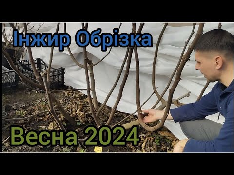 Видео: Інжир - обрізка і формування кущів весна 2024.