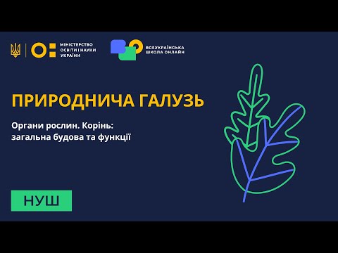 Видео: Природнича галузь. Органи рослин. Корінь: загальна будова та функції