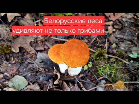 Видео: Наши находки в белорусском лесу