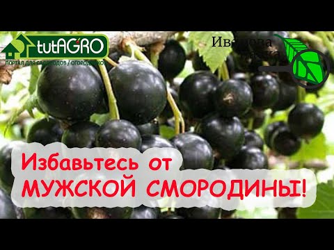 Видео: РАСПОЗНАТЬ и ОБЕЗВРЕДИТЬ МУЖСКУЮ СМОРОДИНУ! Урожай не нравится? Посмотрите на БОЛЕЗНИ СМОРОДИНЫ!