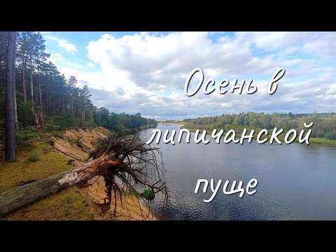 Видео: Осень в липичанской пуще 2024