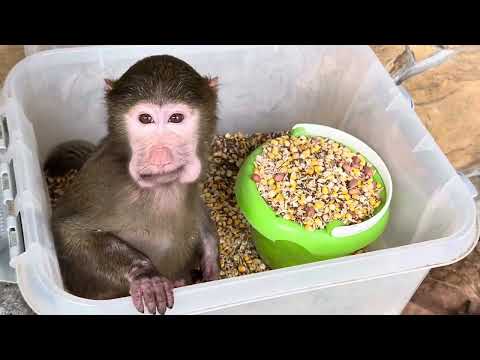 Видео: СМЕХ! Анфиса решила стать на раздачу кормов попугая и лично контролировать количество орехов😁