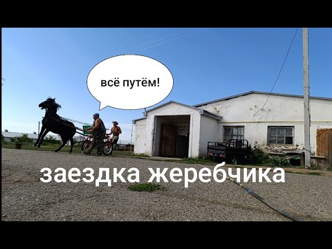 Видео: Заездка жеребчика.