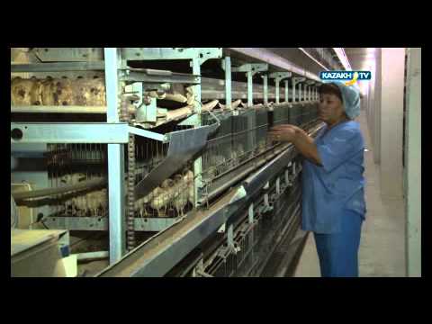 Видео: Жұмыртқа өндіру үрдісі