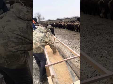 Видео: Қойды оңай бордақылау әдісі 😍👍🏻