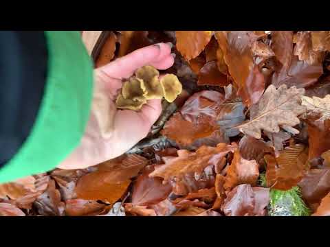 Видео: Грибы в Германии ноябрь  находки в лесу 