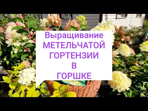 Видео: УСЛОВИЯ  выращивания  МЕТЕЛЬЧАТОЙ ГОРТЕНЗИИ в горшке 🌿🌿🌿#гортензияметельчатаявгоршке