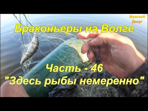 Видео: Браконьеры на Волге. Часть - 46. "Здесь рыбы немеренно".