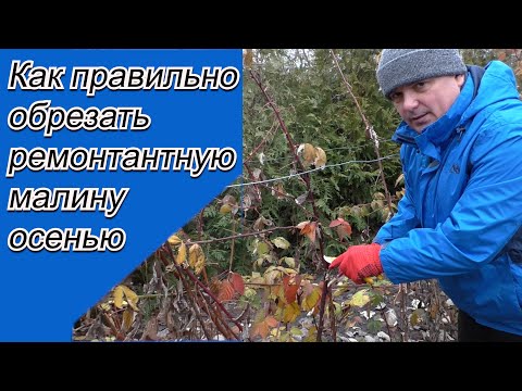 Видео: Когда и как обрезать малину осенью. Два отличных способа.