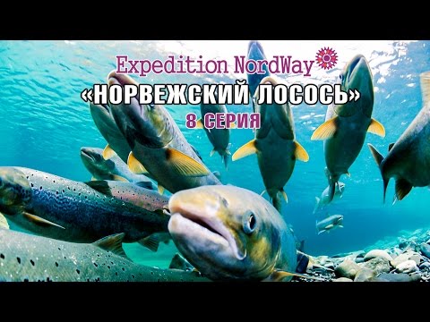 Видео: Expedition NordWay | НОРВЕГИЯ | 8 серия “Норвежский лосось и волосатые крыши”